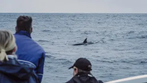 Bremer Canyon Killer Whale Expedition
